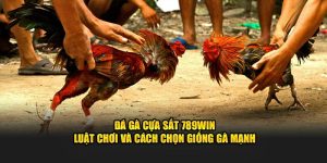 Đá gà cựa sắt tại sân chơi 789win