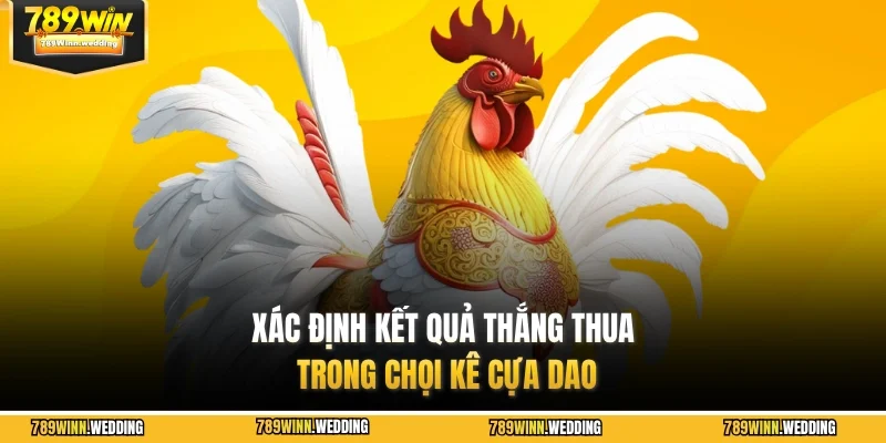 Xác định kết quả thắng thua trong chọi kê cựa dao
