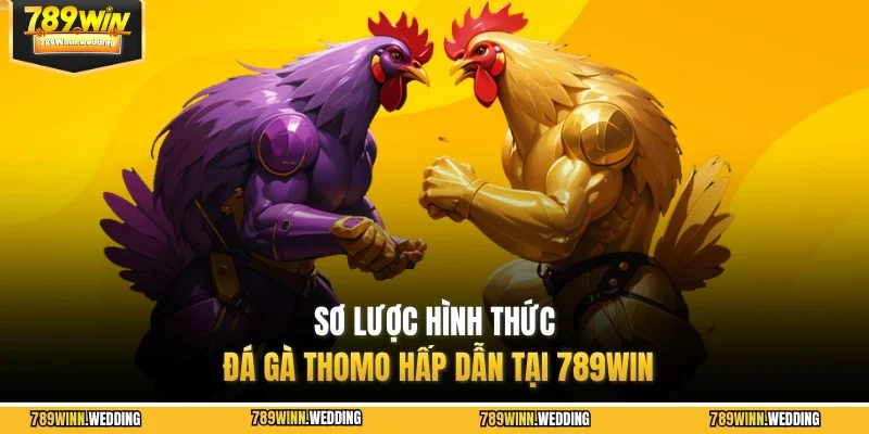 Sơ lược hình thức đá gà Thomo hấp dẫn tại 789WIN
