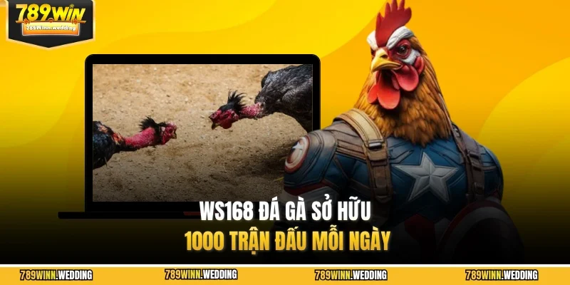 WS168 đá gà sở hữu 1000 trận đấu mỗi ngày